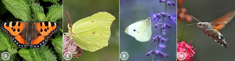 Top 10 vlinders in de tuin